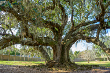 Fototapeta premium Large Live Oak Tree at the Edge of Audubon Park in New Orleans, LA, USA