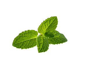 Fresh green mint leaves isolated on a white background close-up shot.