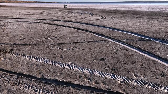 Kuyalnik Estuary in Odesa Region, dry shore with glasswort plants Salicornia europaea