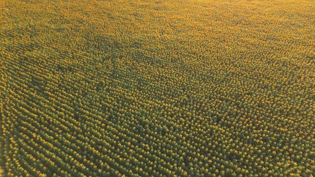 Aerial drone flying over a sunflower field near Geneva