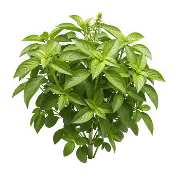 Lush green basil plant with vibrant leaves isolated on transparent background