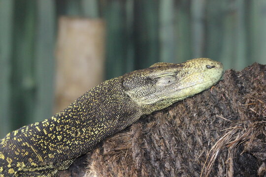A Crocodile Monitor at a local zoo