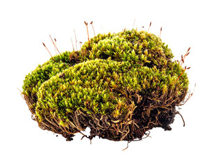 Close-up of vibrant green moss with intricate details against white background.