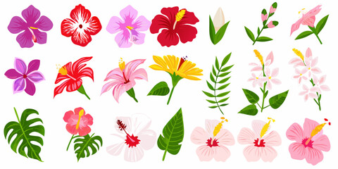 Collection of vibrant tropical hibiscus flowers and lush green leaves © Juran
