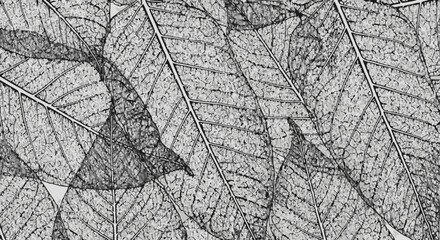 Obraz premium Black and white close-up of leaf texture with visible veins.