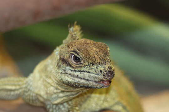 A Philippine sailfin lizard at a local zoo