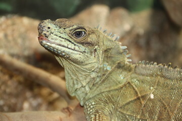 Obraz premium A Philippine sailfin lizard at a local zoo