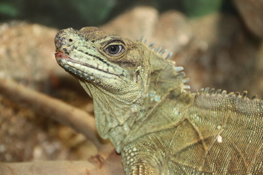 A Philippine sailfin lizard at a local zoo