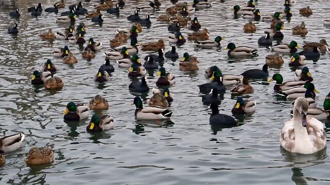 Wild birds in winter, including Mallard (Anas platyrhynchos) and Coot (Fulica atra), swim in flocks near the shore searching for food in a Black Sea liman.