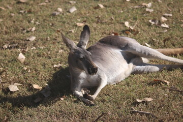 A Red kangaroo at a local zoo © Matt