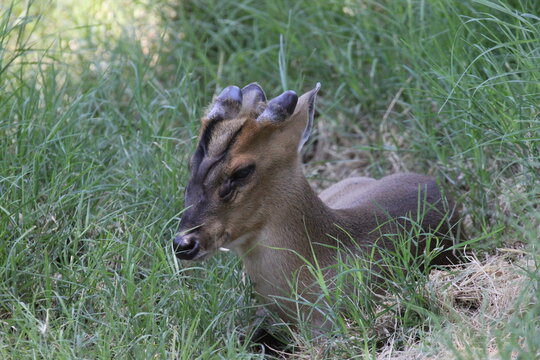A Reeves's muntjac at a local zoo
