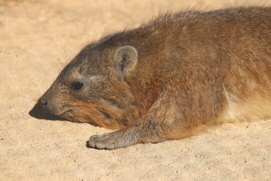 A rock hyrax at a local zoo