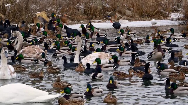 Wild birds in winter, including Mallard (Anas platyrhynchos) and Coot (Fulica atra), swim in flocks near the shore searching for food in a Black Sea liman.