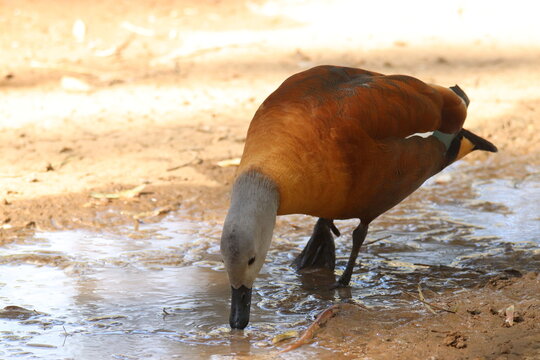 A South African shelduck at a local zoo