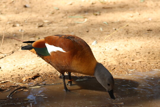 A South African shelduck at a local zoo