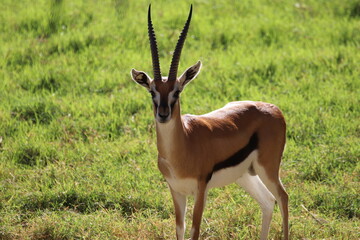 Obraz premium A Thomson's Gazelle at a local zoo