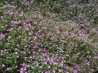 Fototapeta premium A dense field of blooming pink Impatiens walleriana flowers. Vibrant floral carpet covering the ground in a garden.