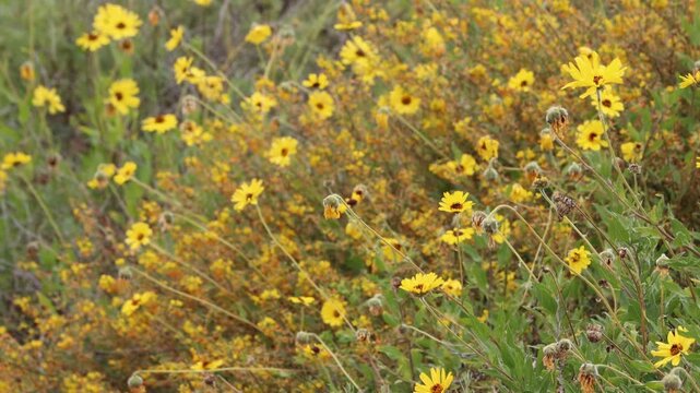 Coast Brittlebush, Encelia Californica, a resplendent native synoecious shrub displaying a vigorous abundance of racemose radiate head inflorescences during Spring in Coastal Los Angeles County.
