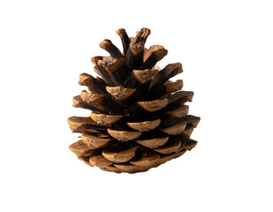 Close-up of a brown pine cone isolated on a white background.