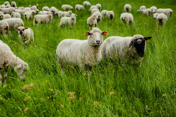 Stado owieczek © Studio Migafka