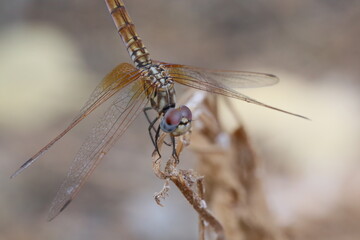 Dragonfly