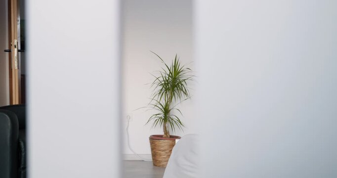 Zoom-out footage of a plant in a pot, placed in a modern empty minimalistic room