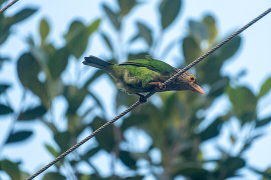Green honeycreeper( chlorophanes spza)