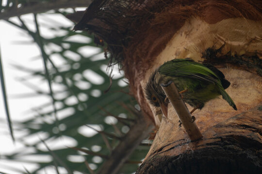 Green honeycreeper( chlorophanes spza)