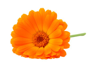 Vibrant orange calendula flower with green stem isolated on white background.