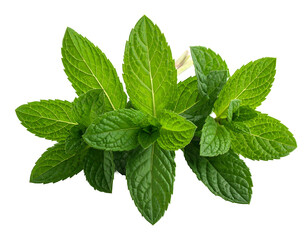 Fresh green mint leaves aromatic herb for culinary and medicinal uses.