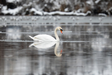 Naklejka premium Mute swan swimming on partially frozen lake in winter with reflection