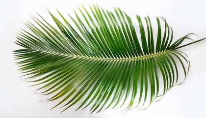 Obraz premium isolated green palm leaves from a coconut tree on a white backdrop