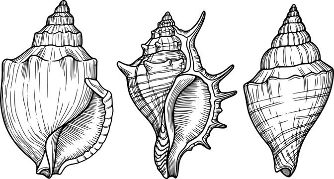 Detailed black and white line of different seashells a white background ocean marine
