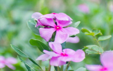 Fototapeta premium Catharanthus roseus Madagascar Periwinkle Flower In Natural Garden.
