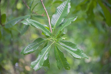 Green Leaves On Branch In Calm Outdoor Setting.