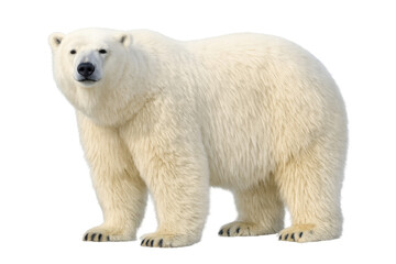 Fototapeta premium Polar bear standing on transparent background looking at camera