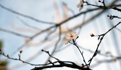 Close-up of white spring blossom on branch with soft bokeh background