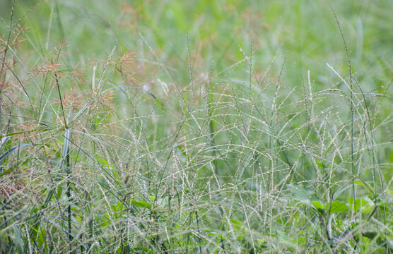 Eleusine indica Indian Goosegrass With Seed Heads In Morning Light.