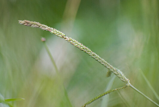 Eleusine indica Indian Goosegrass In Natural Outdoor Field.