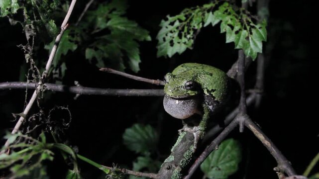 Male Gray Treefrog (Hyla versicolor) singing for a mate while climbing on a slender tree branch over a pond in the summer. 