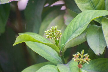 Obraz premium Ixora chinensis Ixora Flower Buds In Natural Garden.