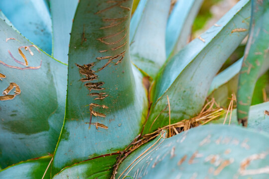 Texture, form and Pattern of Cactus. Dragon tree's leaves with purple tune Agave attenuata. Aloe Vera plant fresh green leaves. Agave is a genus of monocots native to the arid regions of the Americas.