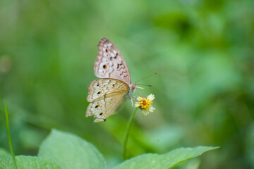 Junonia atlites Grey Pansy Butterfly Resting In Natural Habitat.