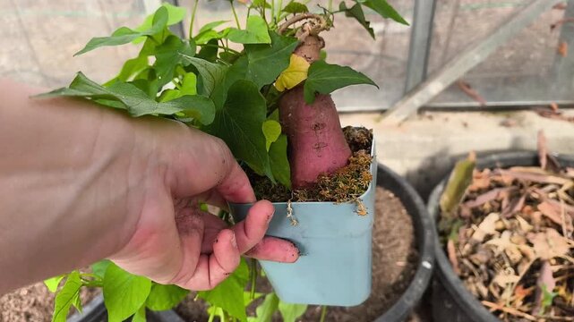 Young sweet potato plant in a pot ready for transplanting in a bright greenhouse, edible ipomoea batatas cultivation.