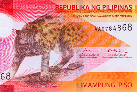 50 Piso Philippines, New Polymer Note 2025 with Visayan Leopard. Philippine Money