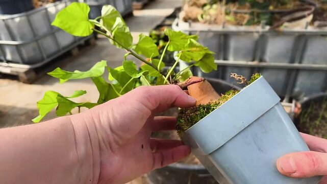 Young sweet potato plant in a pot ready for transplanting in a bright greenhouse, edible ipomoea batatas cultivation.