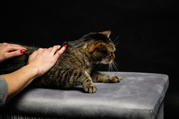 A photoshoot of a domestic cat against a black background © workszop