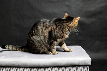 A photoshoot of a domestic cat against a black background © workszop