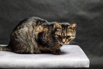 A photoshoot of a domestic cat against a black background © workszop