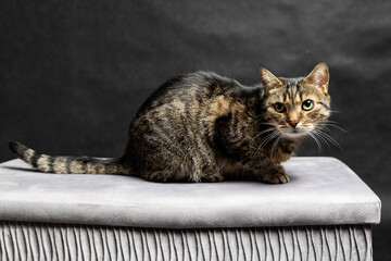 A photoshoot of a domestic cat against a black background © workszop
